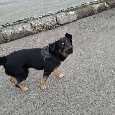Hundetreffen-Hundefreunde gesucht 😇🐶-Profilbild