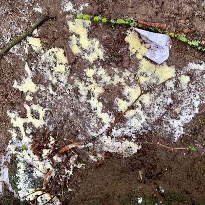 Giftköder-Vielleicht Giftköder / Rattengift ?-Bild