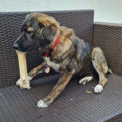 Hundetreffen-Gassi-/Spielrunde Baldham