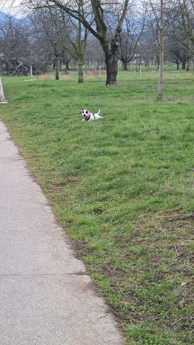 Hundetreffen-Spielkameraden gesucht-Bild