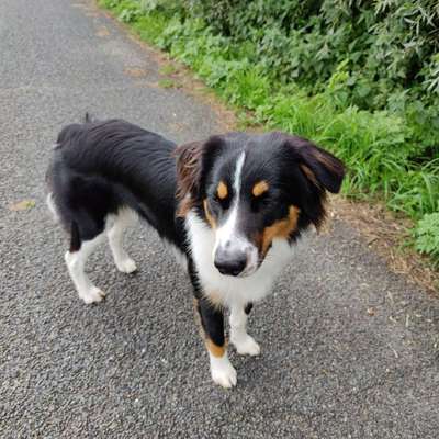 Hundetreffen-Treffen zum Toben und Spielen