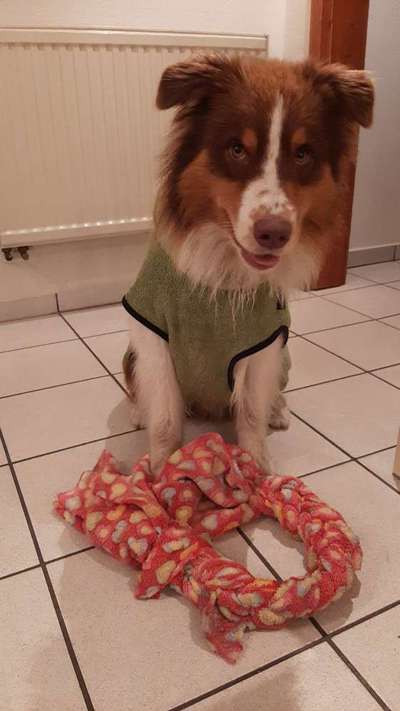 Hundetreffen-Treffen zum Training,Spiel Austausch-Bild