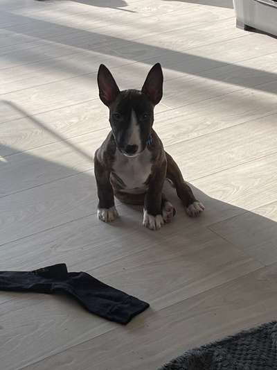 Miniatur Bull Terrier-Beitrag-Bild