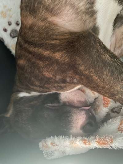 Miniatur Bull Terrier-Beitrag-Bild