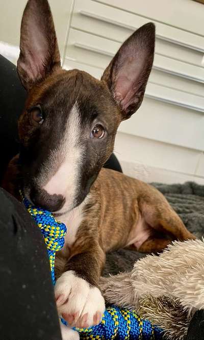 Dogorama Photo Challenge - Hundeblick zum hinschmelzen-Beitrag-Bild