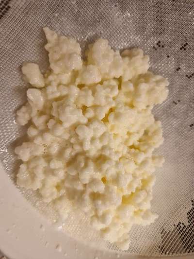 Kefir für Hunde-Beitrag-Bild