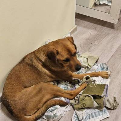 aktuelles Foto Gruppe Handicap Hunde 🐶