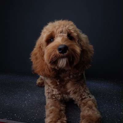Hundetreffen-Verspielter Partner in Crime gesucht-Bild