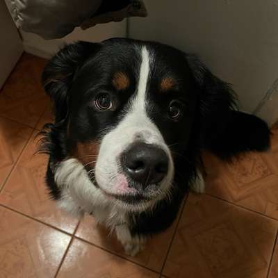 Hundetreffen-Gemeinsame Spaziergänge-Bild