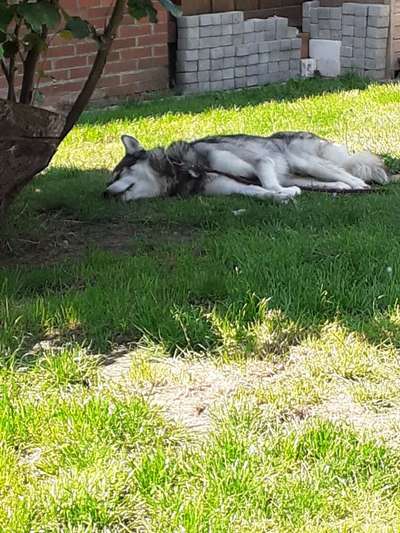 Welche Rasse? Und warum?-Beitrag-Bild