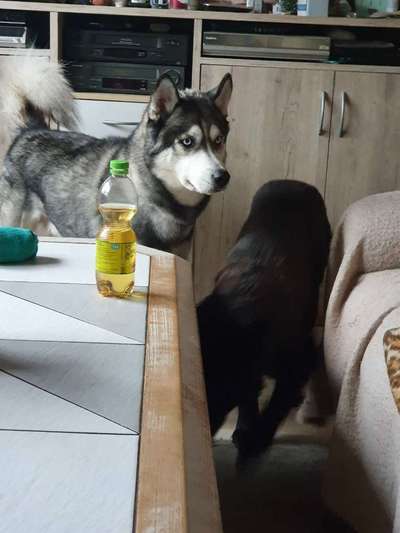 Husky-Beitrag-Bild