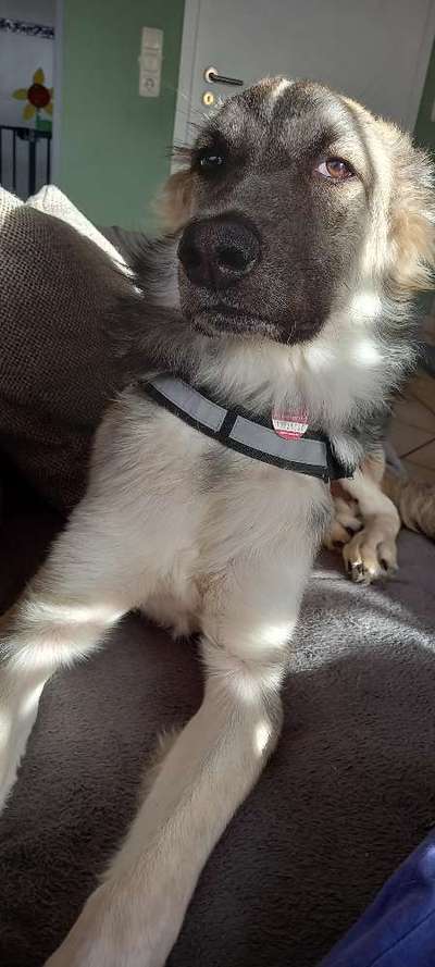 Mischlinge raten - Rätselspaß-Beitrag-Bild