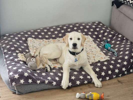 Goldador-Beitrag-Bild