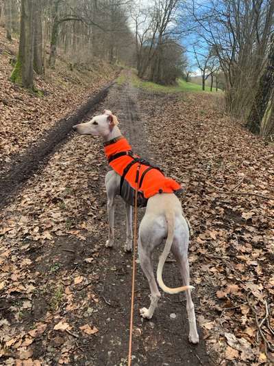 Hundetreffen-Lauf- und rauffreudige Hunde Kontakt-Bild