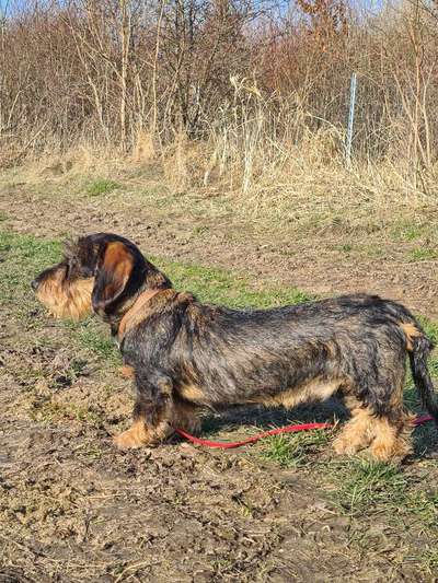 Dogorama Photo Challenge - Der Frühling kommt-Beitrag-Bild