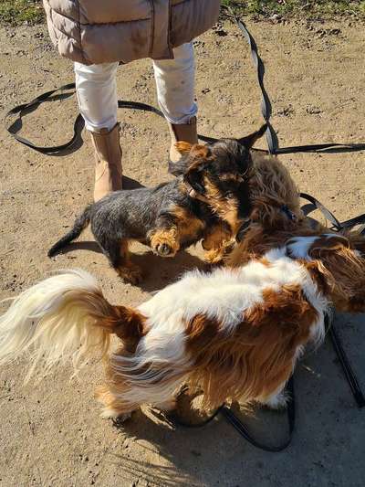 FOTO CHALLENGE 77 - Dein Hund im Spiel-Beitrag-Bild