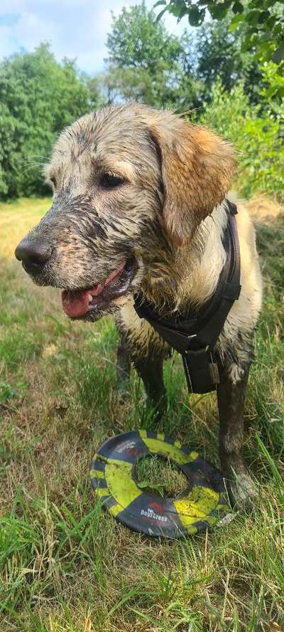 Hundetreffen-Gemeinsam die Umgebung erkunden-Bild