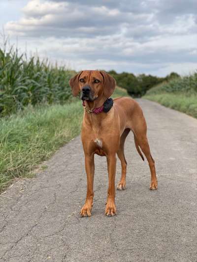 Hundetreffen-Rhodesian Ridgeback Unna und Umgebung-Bild