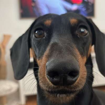 Hundetreffen-Spieltreffen in eingezäuntem Gelände-Bild