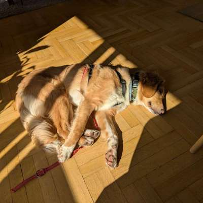 Hundetreffen-Spieltreffs und Social Walks-Bild