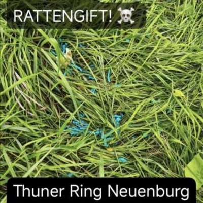 Giftköder-Rattengift-Bild