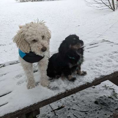 Hundetreffen-Spieltreffen-Bild