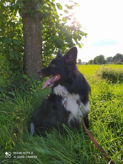 Aussies-Beitrag-Bild