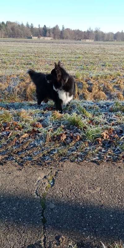 Hundetreffen-Schöne Runde am Fischteich Knutzen in Hohenlockstedt-Bild