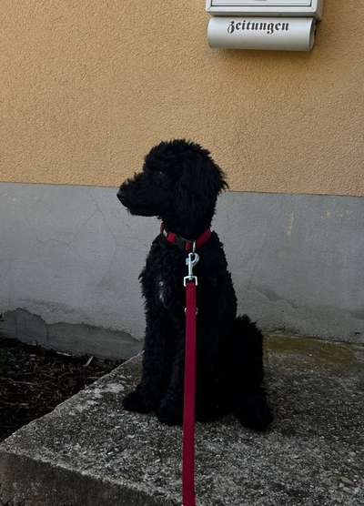 Hundetreffen-Welpe Sozialkontakt-Bild