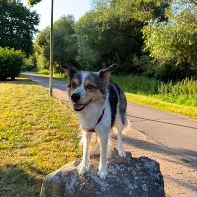 Hundetreffen-Gemeinsame Gassirunden und Hundebegegnungen-Bild