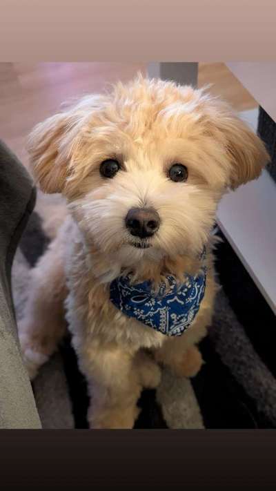Hundetreffen-Sam sucht Freunde zum Lernen, Toben und Spazieren gehen-Bild