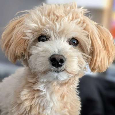 Hundetreffen-Sam sucht Freunde zum Lernen, Toben und Spazieren gehen-Bild