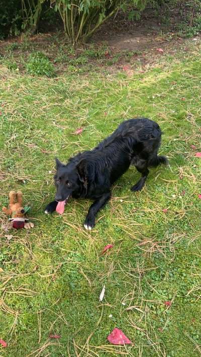 Hundetreffen-Playdate und Gassi-geh-buddies gesucht!!-Bild