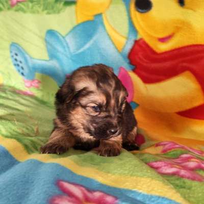 Malermeister Christian's Profilbild