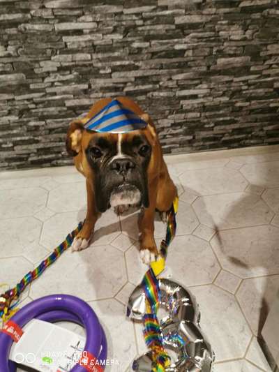 Welpen Bilder !-Beitrag-Bild