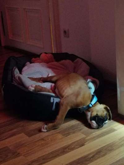 Welpen Bilder !-Beitrag-Bild