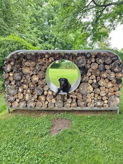 Hundetreffen-Suche Gruppe für Training und gemeinsame Ausflüge-Bild