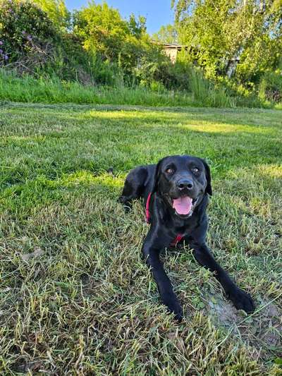 Hundetreffen-Gassirunde/Spielrunde-Bild