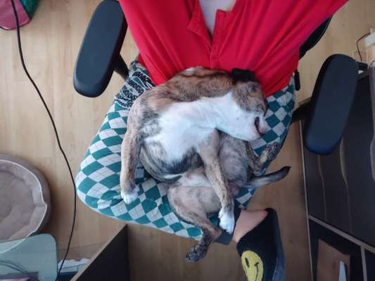 Darf der Hund bei Euch im Bett schlafen?-Beitrag-Bild