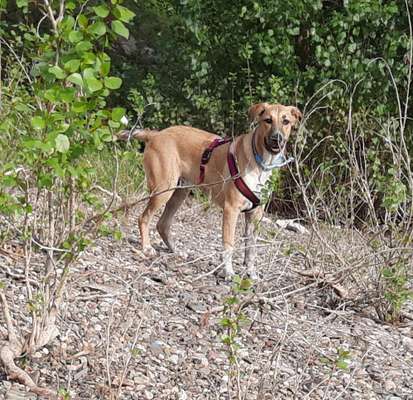 Mischlingshunde Foto Aufruf-Beitrag-Bild