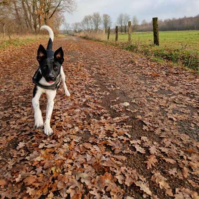 Dogorama Photo Challenge - Portrait-Beitrag-Bild