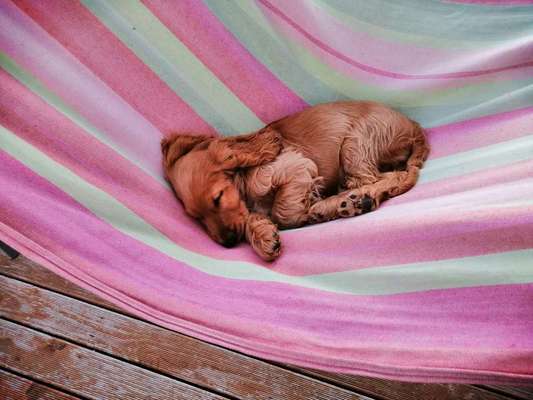 Hunde Memes-Beitrag-Bild