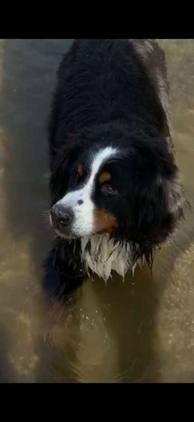 Berner Sennen-Beitrag-Bild