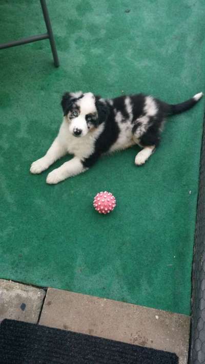 Welpen Bilder !-Beitrag-Bild