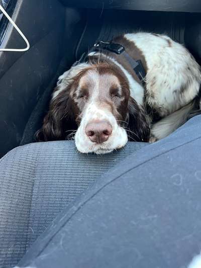 Springer Spaniel-Beitrag-Bild