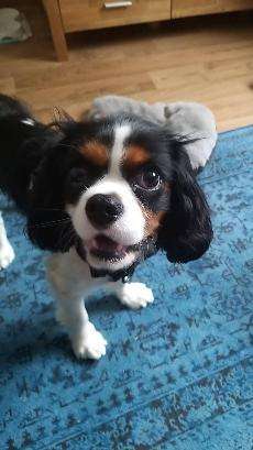 Welpen Bilder !-Beitrag-Bild