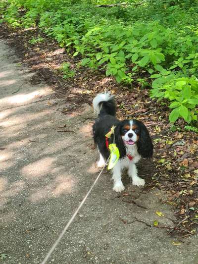 Versicherungen für Hunde – Eure Erfahrungen und Meinungen!-Beitrag-Bild