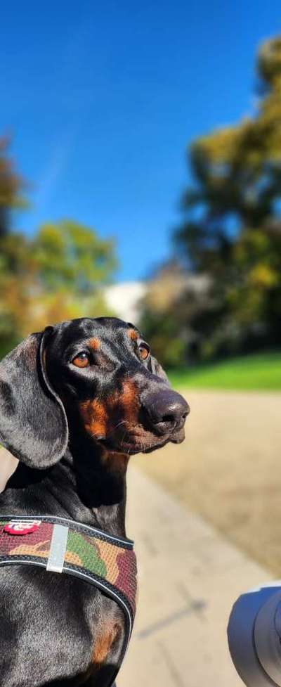 Zeigt mal die schönsten Bilder von euren Hunden !-Beitrag-Bild