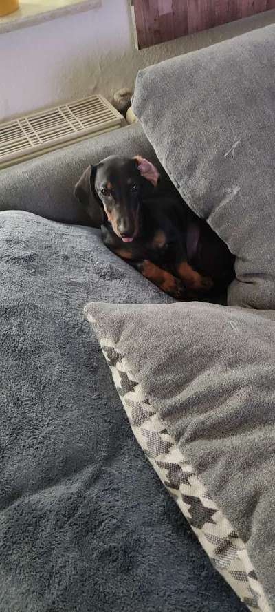 Die Dogorama-Wochen-Challenge "Die schönste Grimasse"-Beitrag-Bild