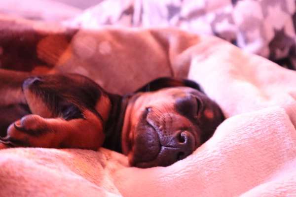 Die Dogorama Kalender Challenge 4/4-Beitrag-Bild